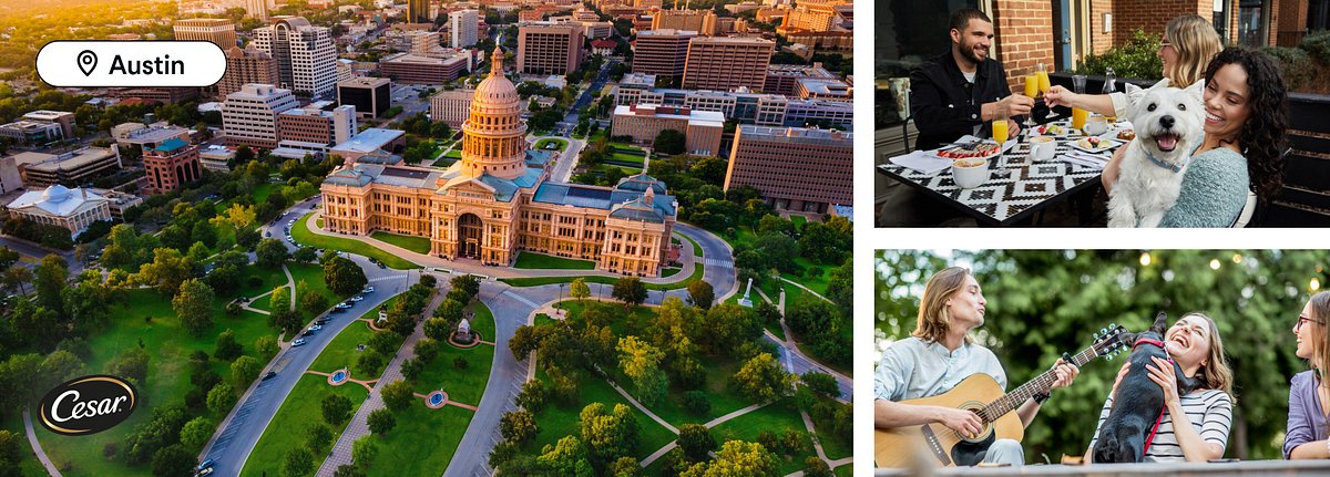 Left image: Capitol building, Austin. Right images: dogs and owners having fun together.