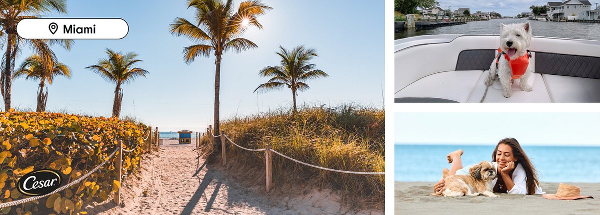 Left image: Path to the beach at Miami Beach, Florida. Right images: dogs and owners having fun together. 