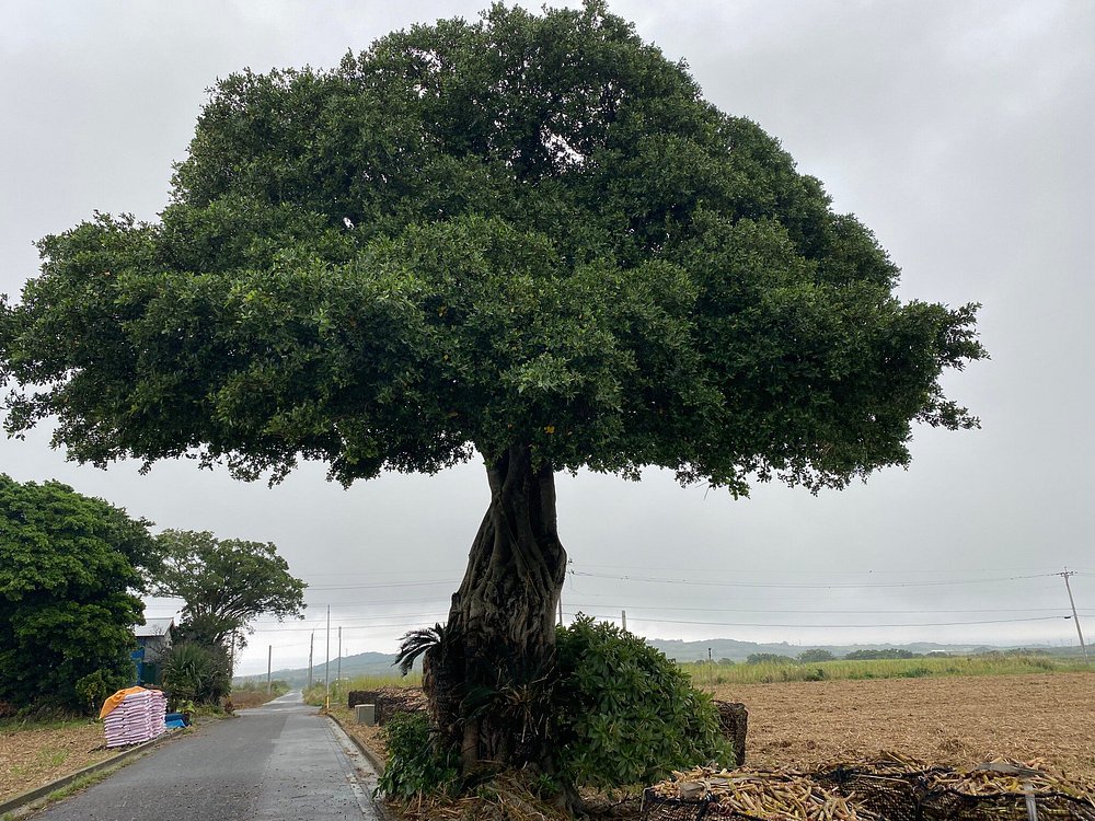 DIE BESTEN Mysteriöse Stätten in Präfektur Kagoshima - Tripadvisor