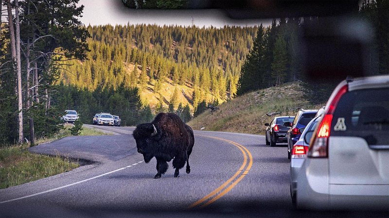 A bison roams through traffic in Yellowstone National Park