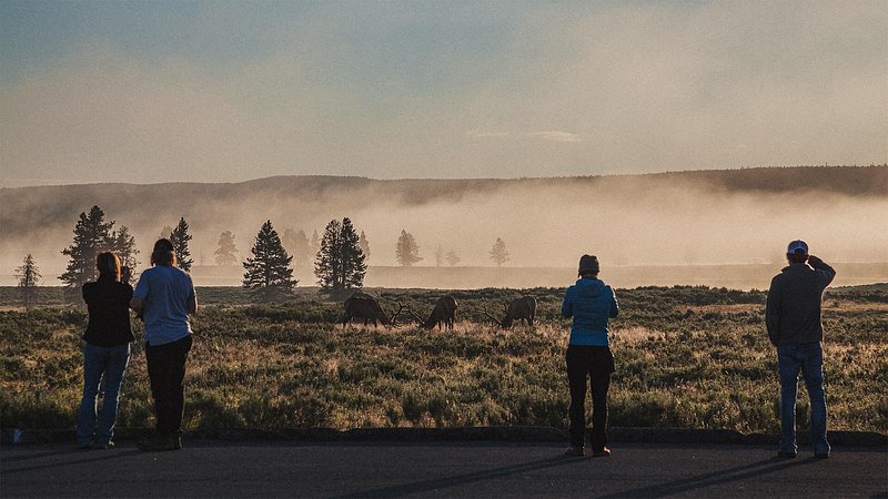 Tourists photographing elk in Hayden Valley, in Yellowstone