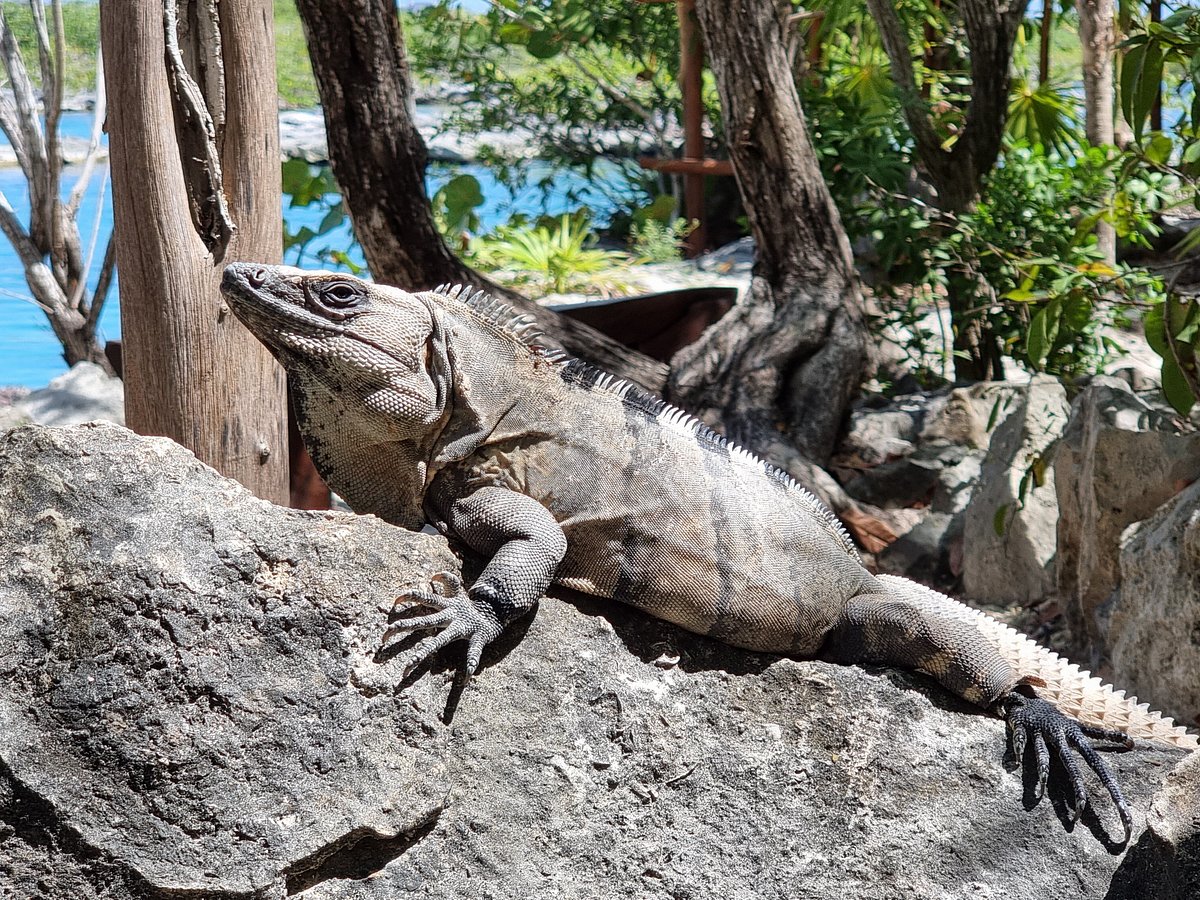 Cenotes and Paradise Lagoon by Cancun Adventures, Плая-дель-Кармен: лучшие  советы перед посещением - Tripadvisor