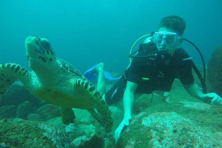 MARIA べし WETSUIT TURTLE マリアウエットスーツ