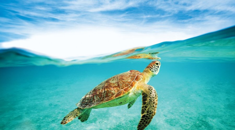 Beaches Negril - Snorkeling
