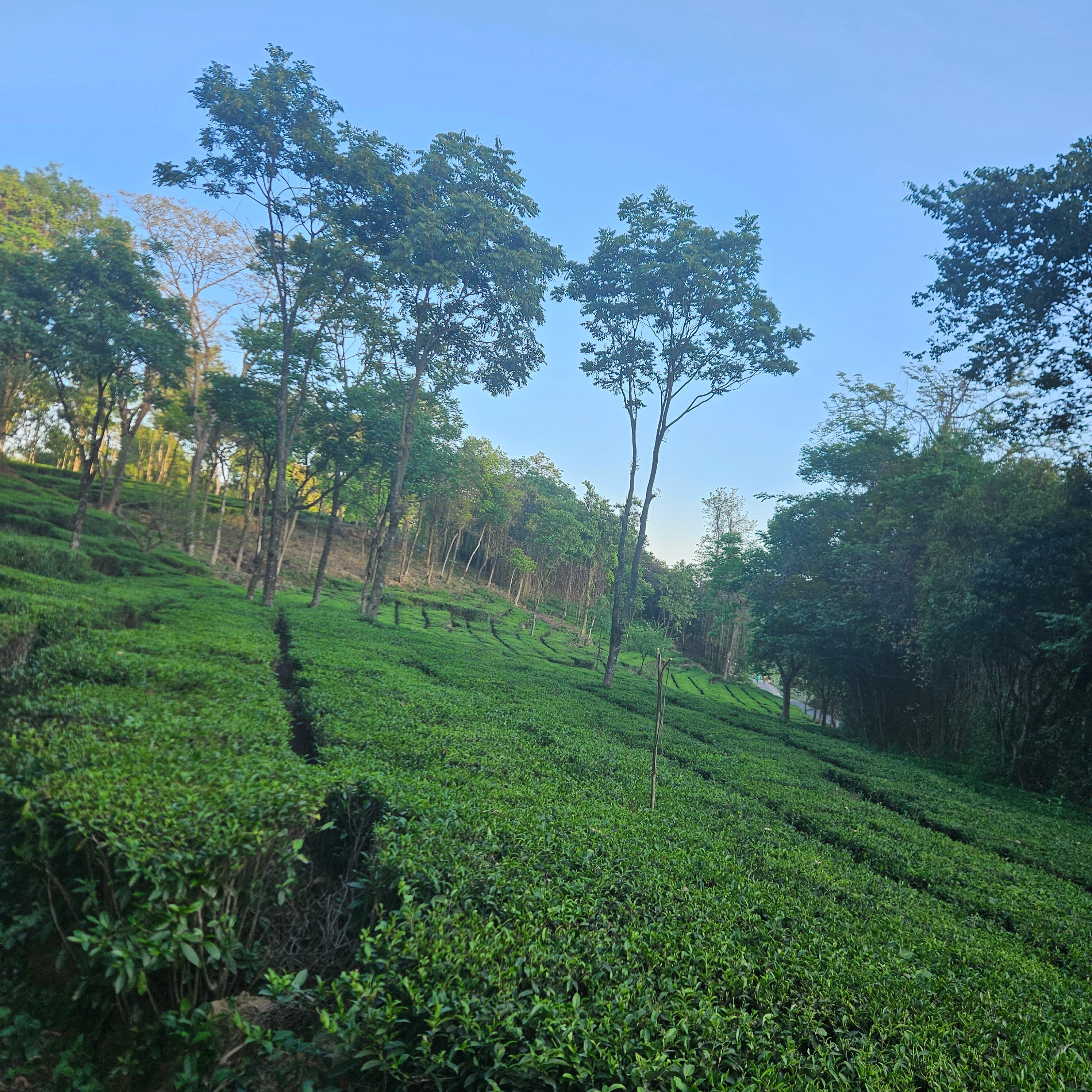 DARANG TEA ESTATE (Kangra, Himachal Pradesh) - Hotel Reviews & Photos ...