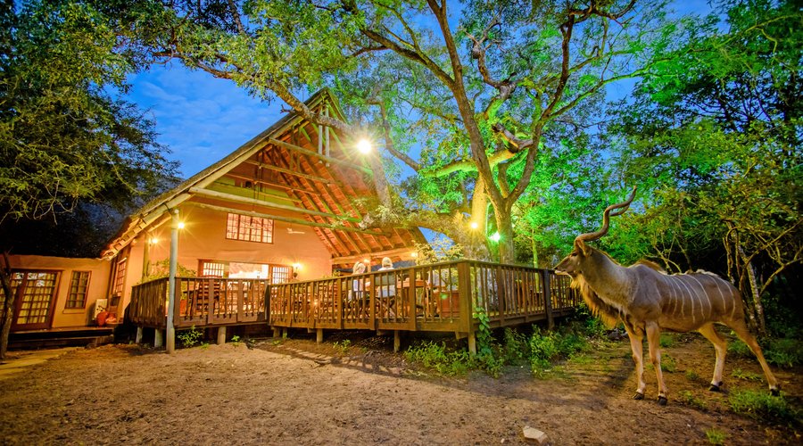 Magnificent kudu bull visiting the lodge at night.  