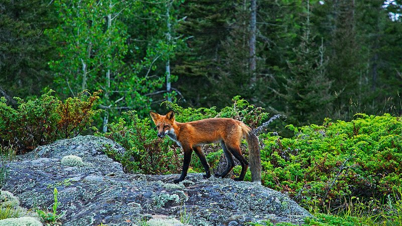 Fox at Isle Royale National Park