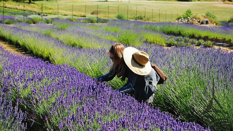 Woman picking lavender at Pelindaba Lavender farm, in Friday Harbor, Washington