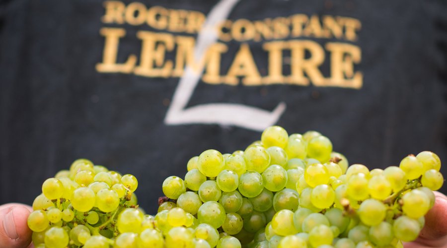 Raisins. Champagne Select Réserve, 100% meunier.  Champagne Roger-Constant Lemaire  à Villers-sous-Châtillon, Coeur de la Vallée.