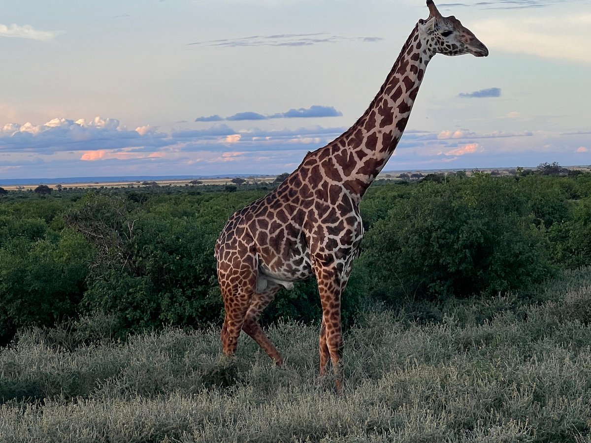 julius tact safaris kenya