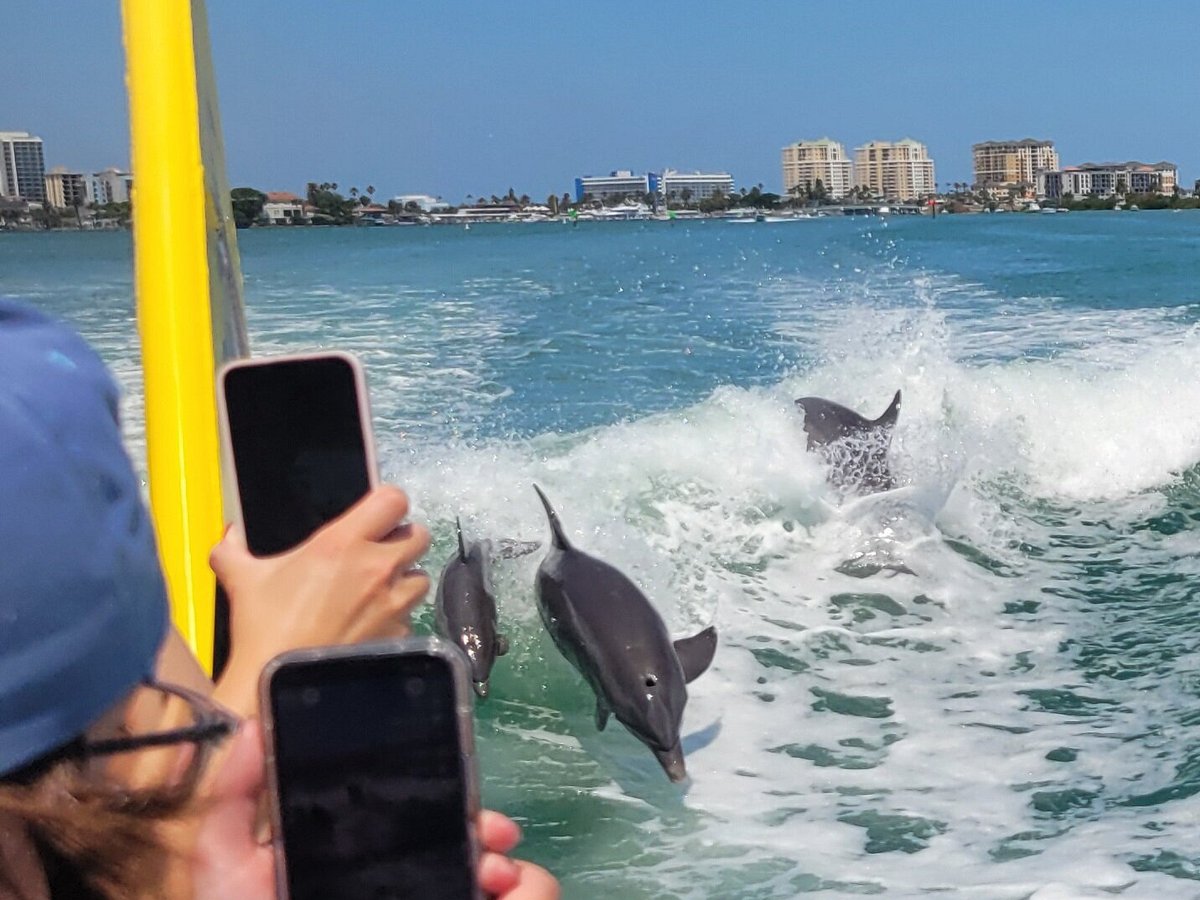 Sea Screamer, Клируотер: лучшие советы перед посещением - Tripadvisor