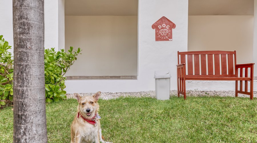 Dog Friendly
