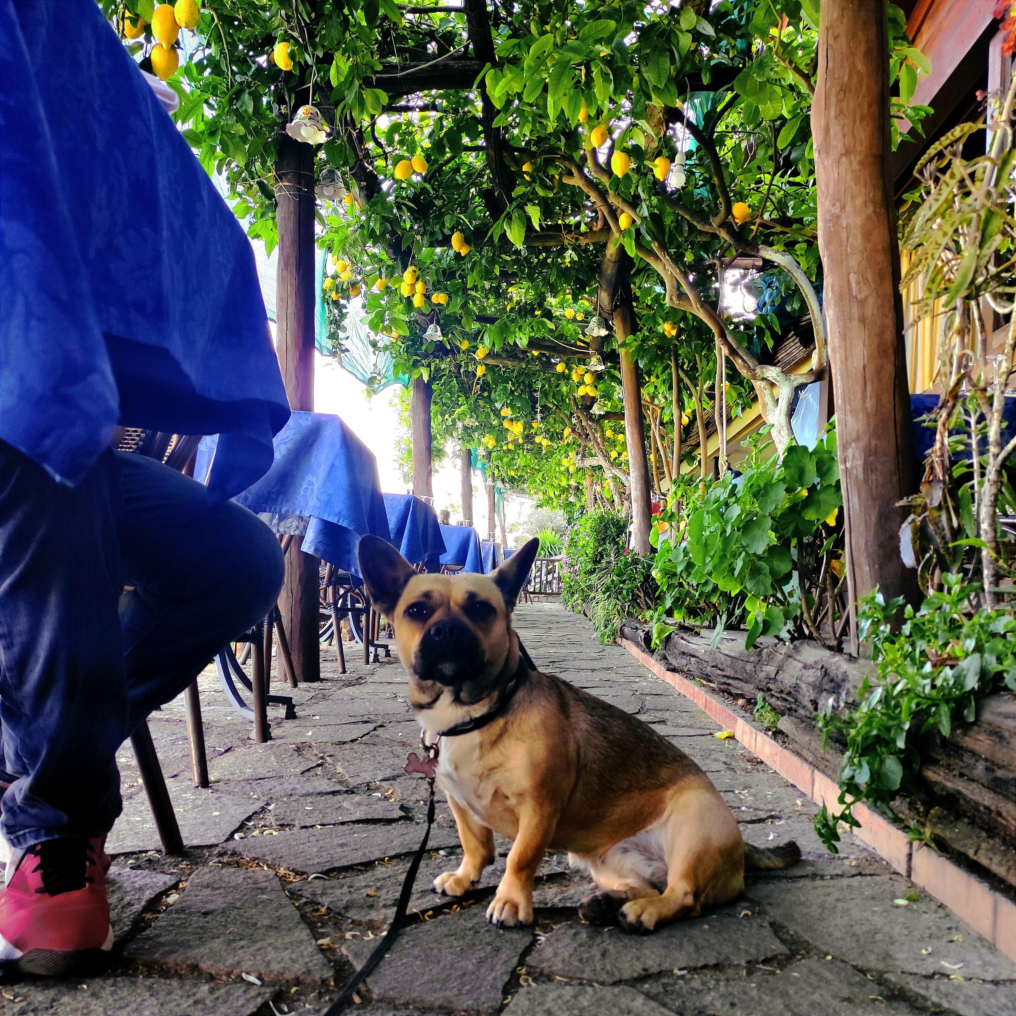 FrenchieCompanion