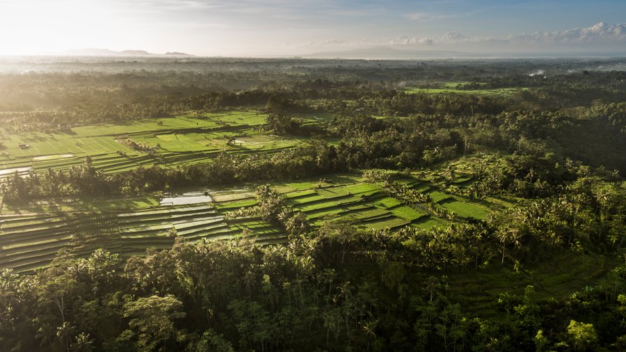 Rice Terraces In Ubud Area