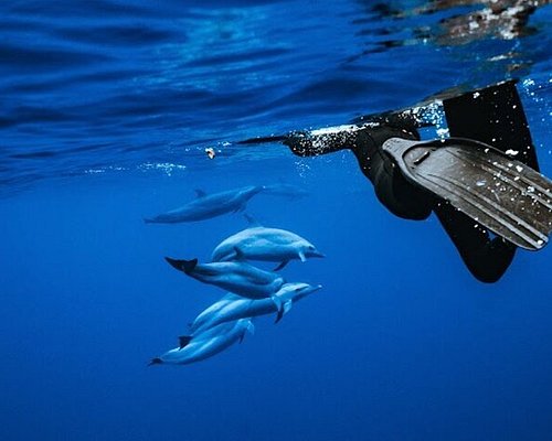 dolphin tours oahu hawaii