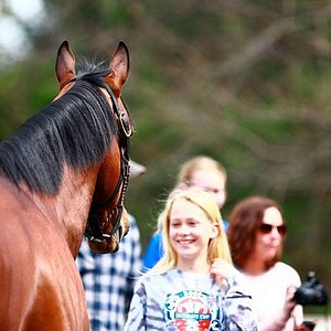 thoroughbred horse farm tours in lexington ky