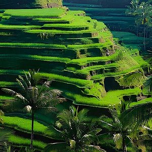 Agrotourism in Ubud