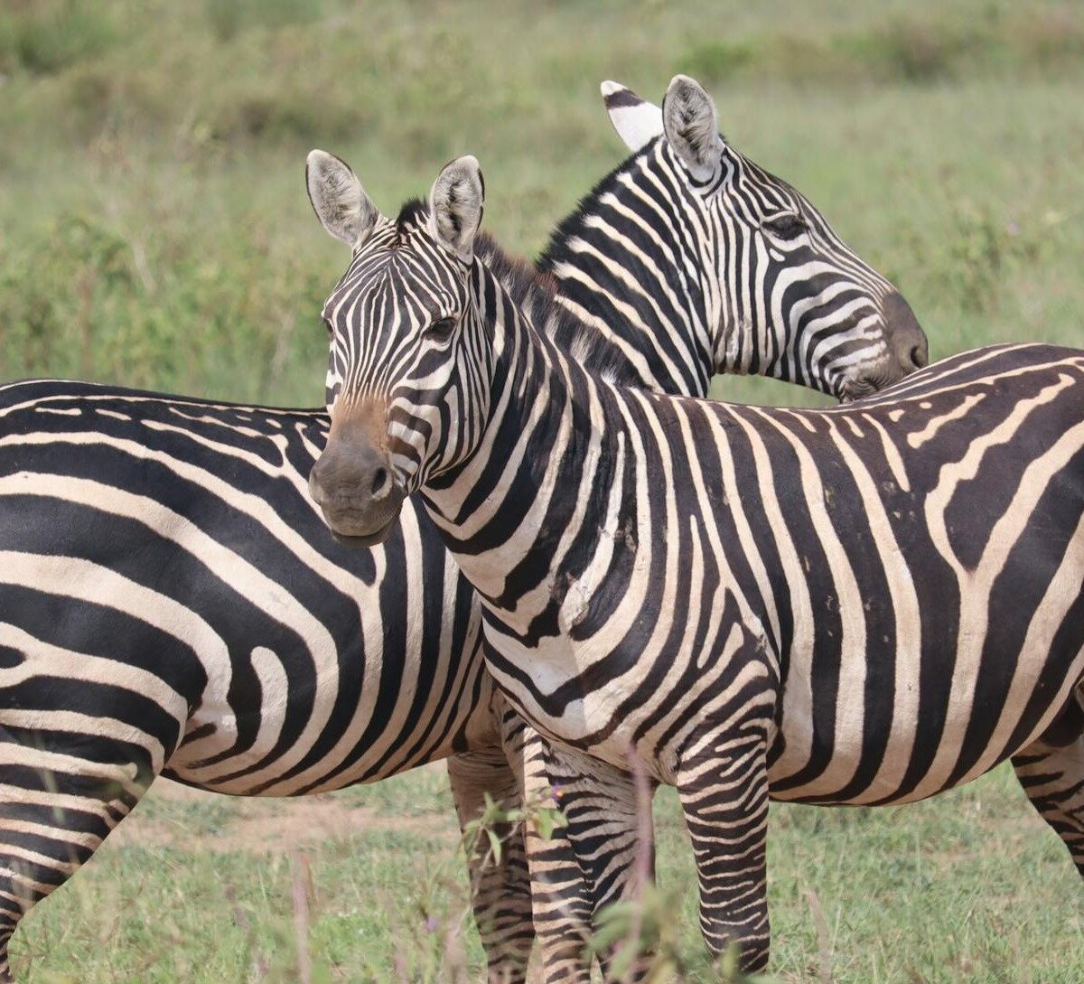 Lets Discover Africa - 아루샤 - Lets Discover Africa의 리뷰 - 트립어드바이저