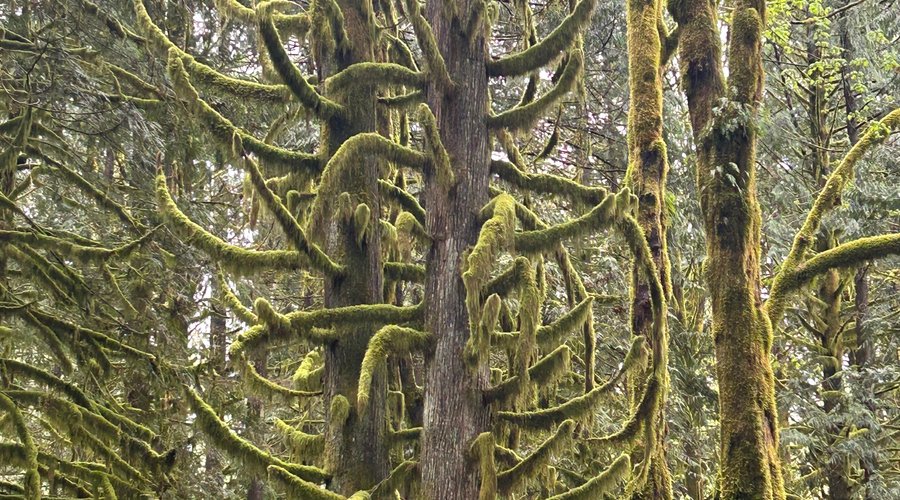 Magical trees 