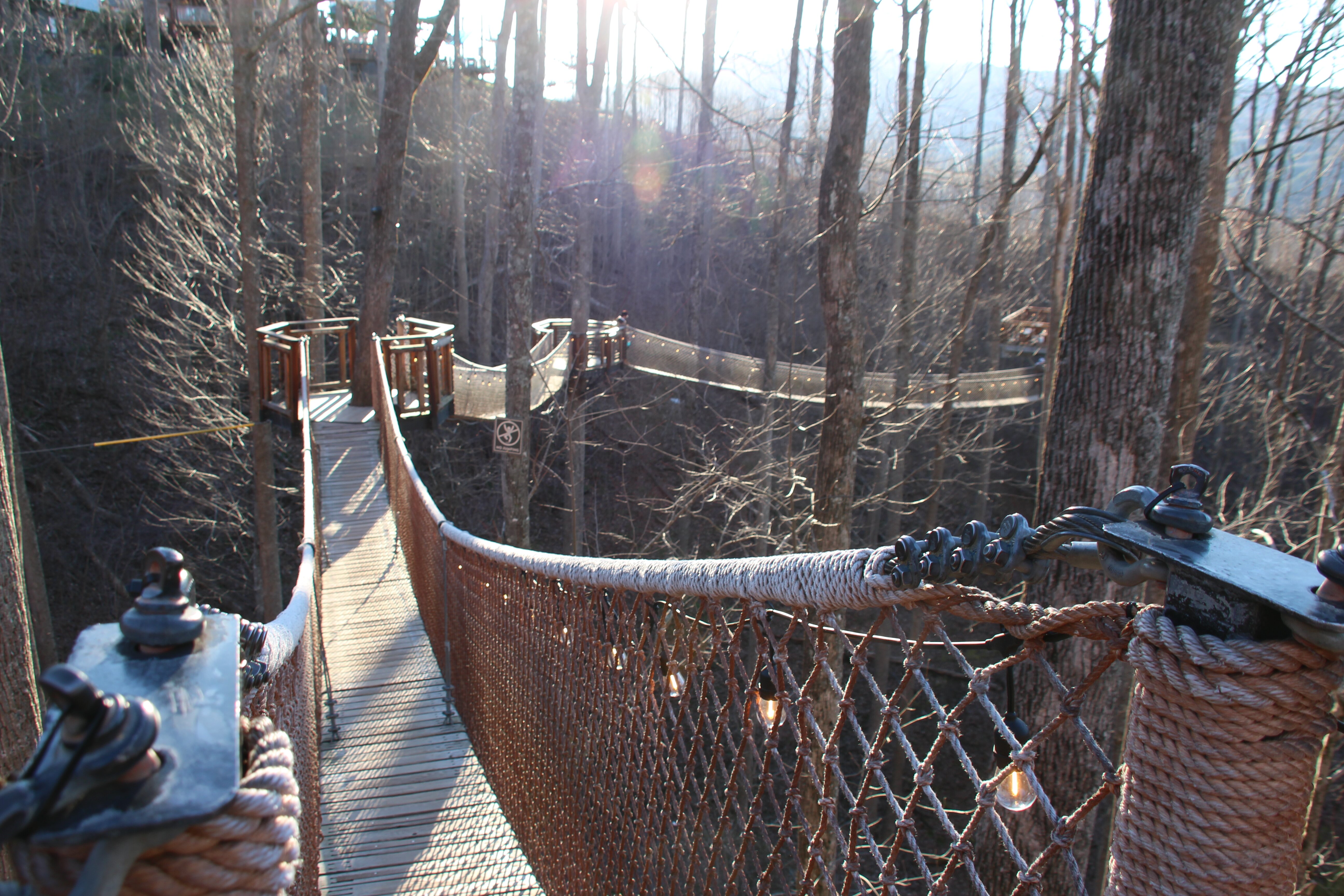 Treetop Skywalk at Anakeesta (2025) - All You Need to Know Treetop Skywalk at Anakeesta (2025) - All You Need to Know