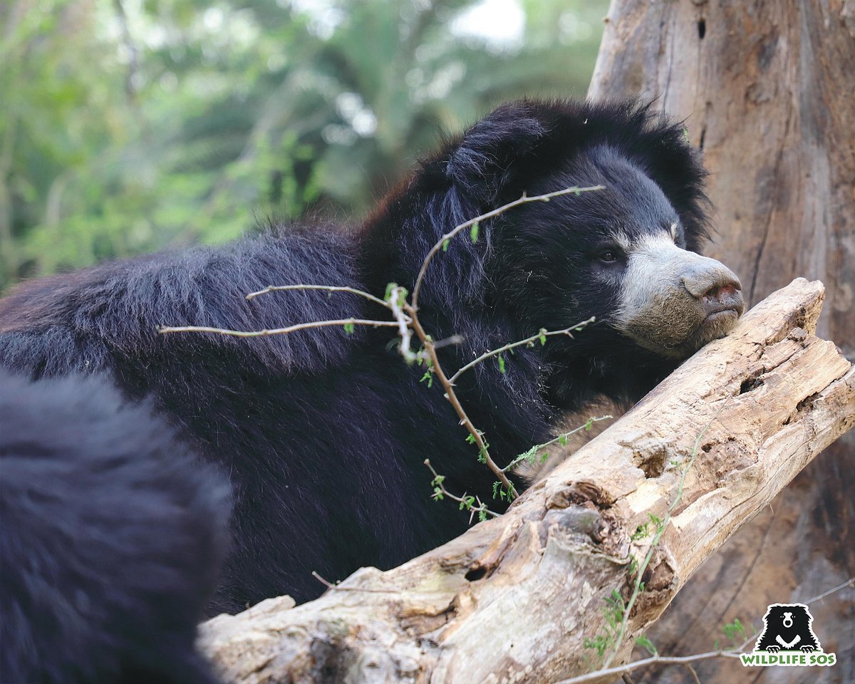 Wildlife Sos, Агра: лучшие советы перед посещением - Tripadvisor