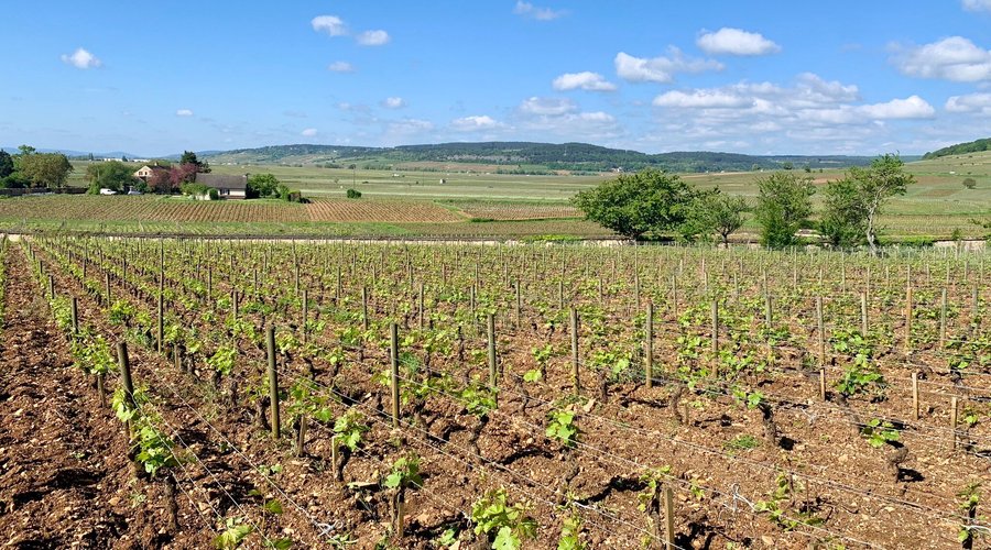 DOMAINE COMTE SENARD (2024) All You Need to Know BEFORE You Go (with Photos)