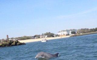 Dolphin Watching