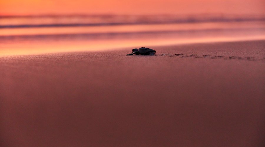 Turtles