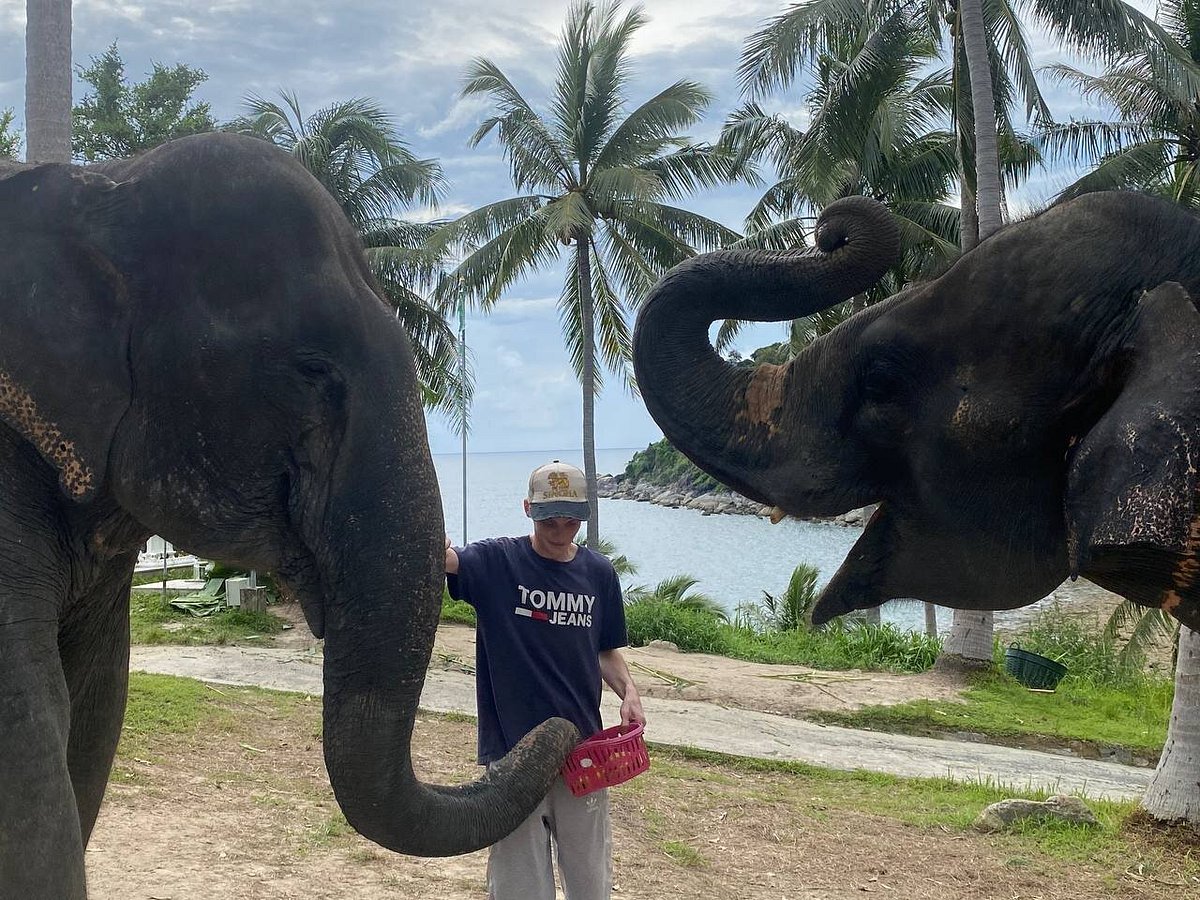 Patong Elephant Care, Патонг: лучшие советы перед посещением - Tripadvisor