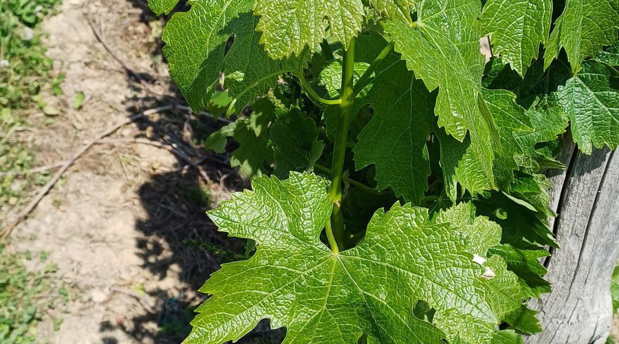 Grape leaves