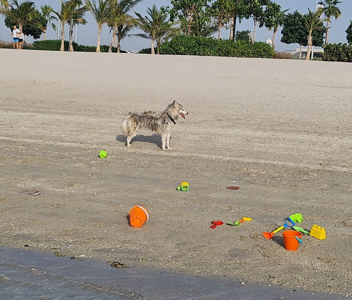 Dubai Islands Beach, Дубай: лучшие советы перед посещением - Tripadvisor