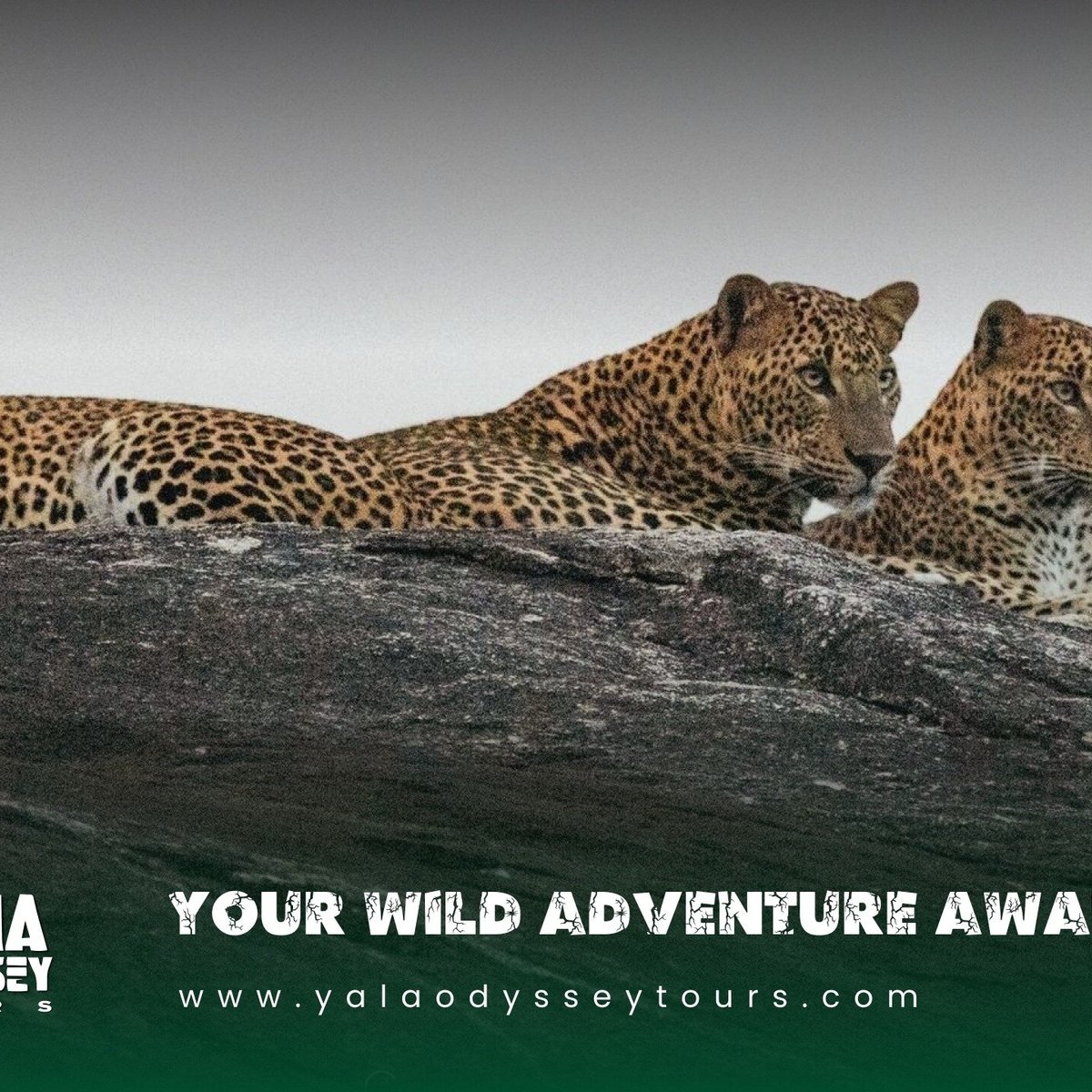 Yala Odyssey Tours