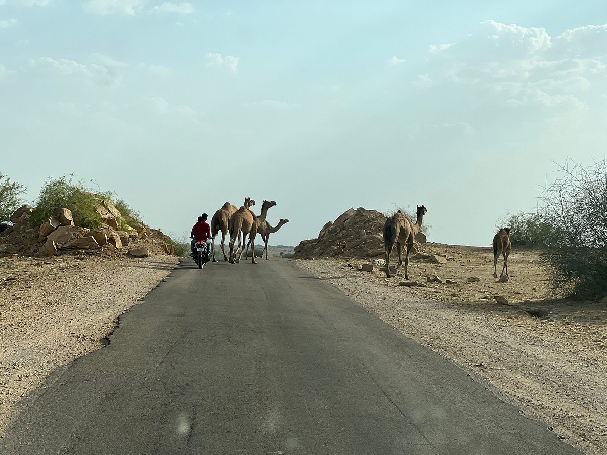 india camel safari
