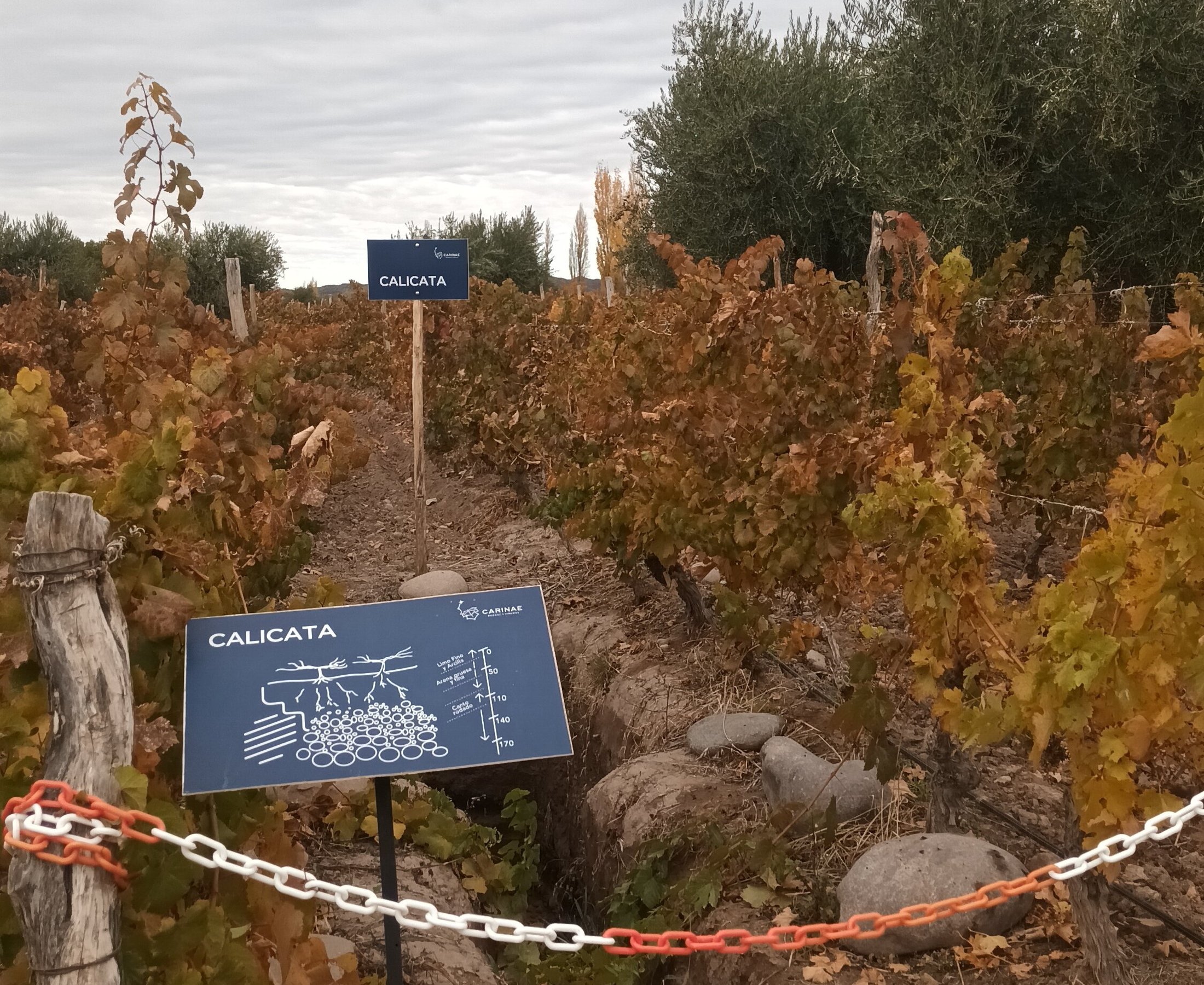 WineBeetle (2025) - All You Need to Know BEFORE You Go (with Reviews)