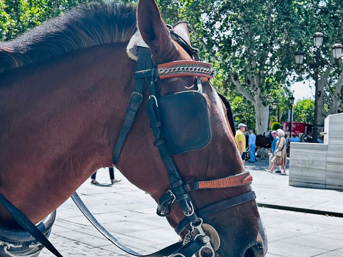 Horse & Carriage Tour, Севилья: лучшие советы перед посещением - Tripadvisor