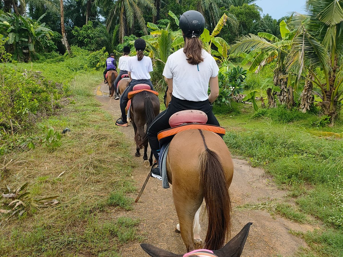 Krabi Nature Horse Riding (2024) All You Need to Know BEFORE You Go (with  Photos)