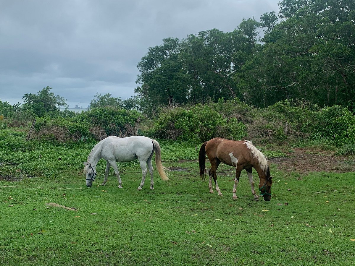 Krabi Nature Horse Riding (2024) All You Need to Know BEFORE You Go (with  Photos)