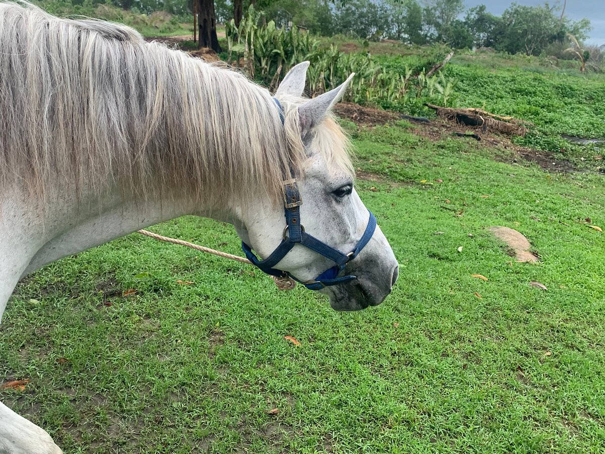 Krabi Nature Horse Riding (2024) All You Need to Know BEFORE You Go (with  Photos)