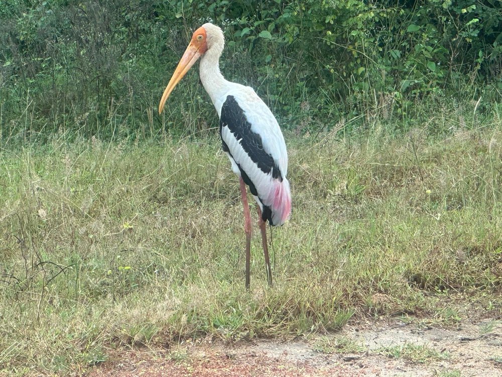 Wildlife Safari