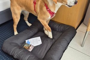 Zimmer und Suite