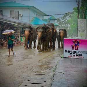 Elephants go to bathe