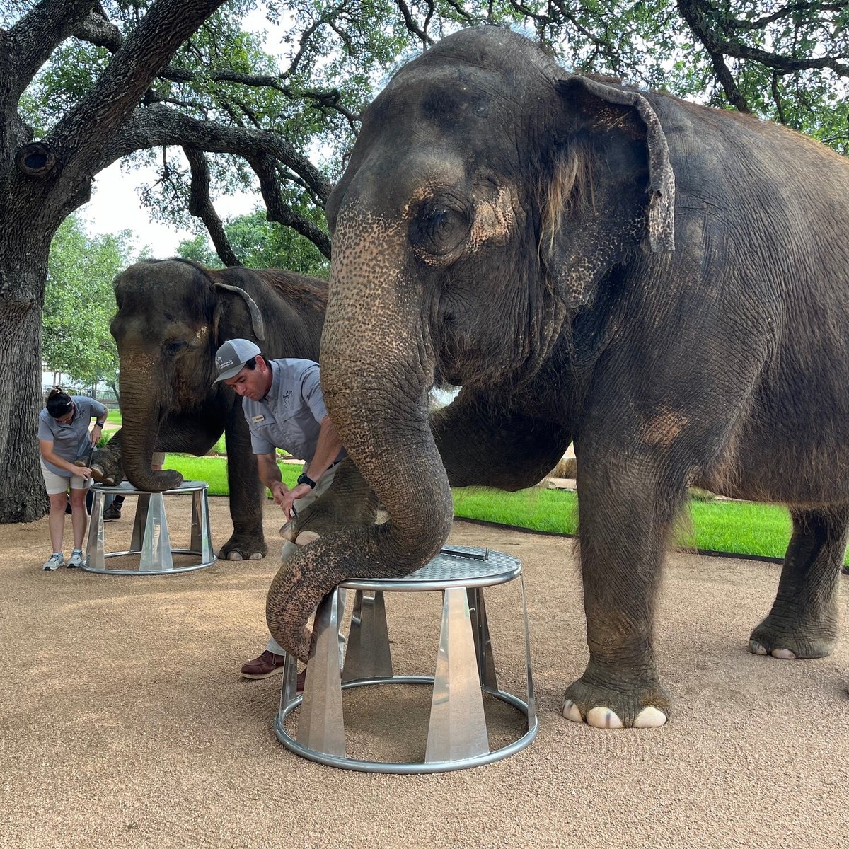 texas elephant sanctuary：texas haven for elephants