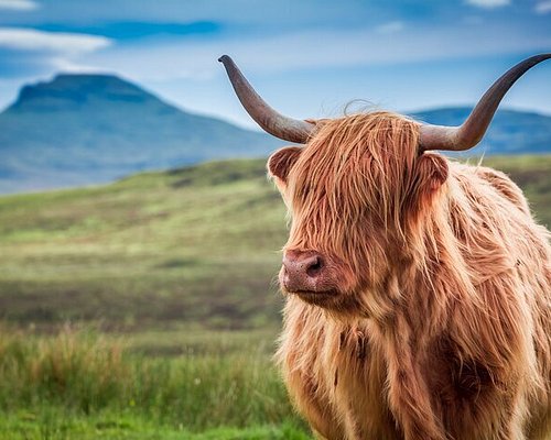 highland tours in scotland