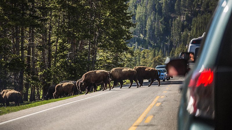 Bison crossing in Yellowstone National Park