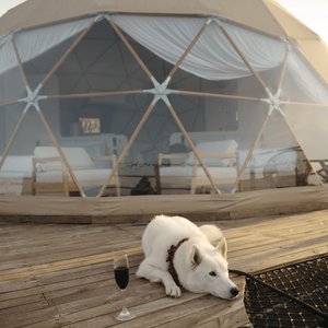 ¡En Nonu Glamping somos Pet Friendly! Tus amigos peludos son bienvenidos aquí, asegurando que nadie se pierda la diversión (con costo adicional). 