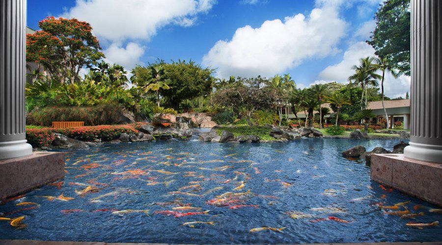 Koi Pond