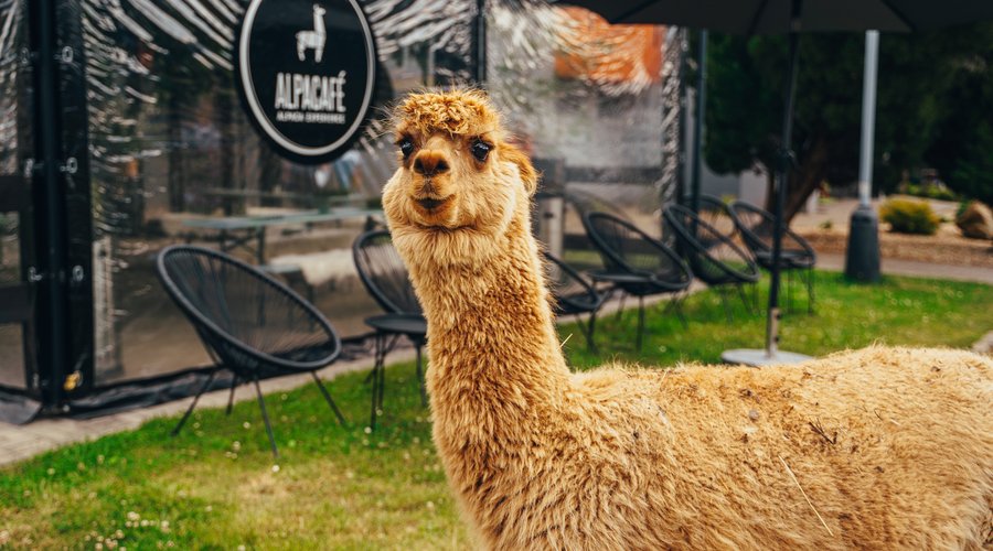 Lima 🦙❤️