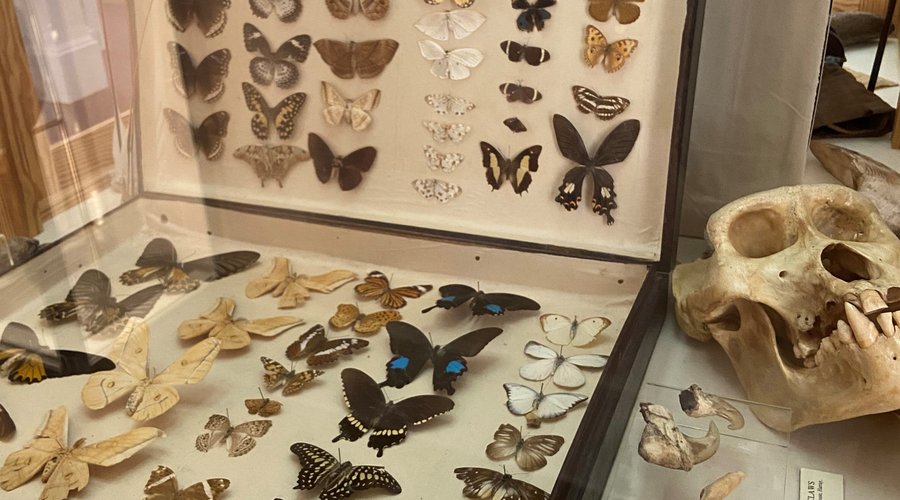 Butterfly collection, found in the museum's Natural History collection