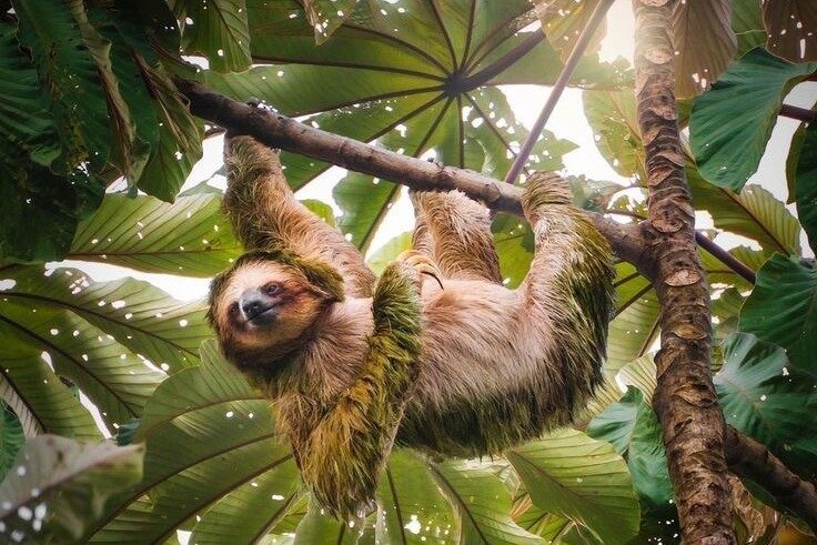 SLOTH COSTA RICA (2025) All You Need to Know BEFORE You Go (with ...