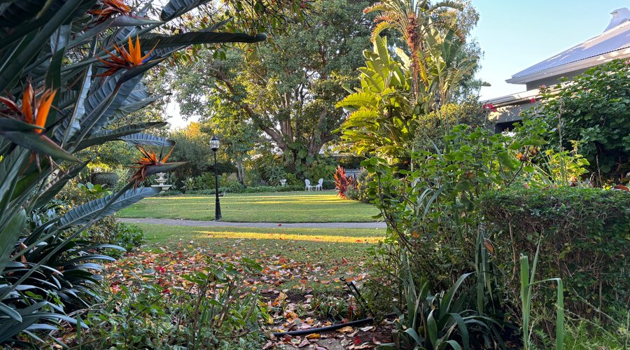 Autumn leaves, early morning sunlight, beautiful strelitzias - and a sprawling garden on almost an acre in the heart of Oudtshoorn : La Pension Guest House, recently awarded the Tripadvisor 2024 Travelers' Choice Award as one of the TOP 10% of hotels worldwide     